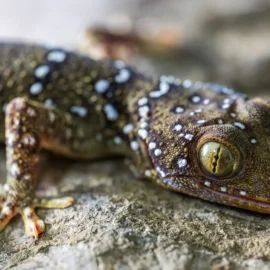 Named after the Hindu god of destruction, the karst-dwelling gecko shiva was recently discovered in Thailand and only described in February 2025. The survey team found it in Battambang, the first recorded in Cambodia.
