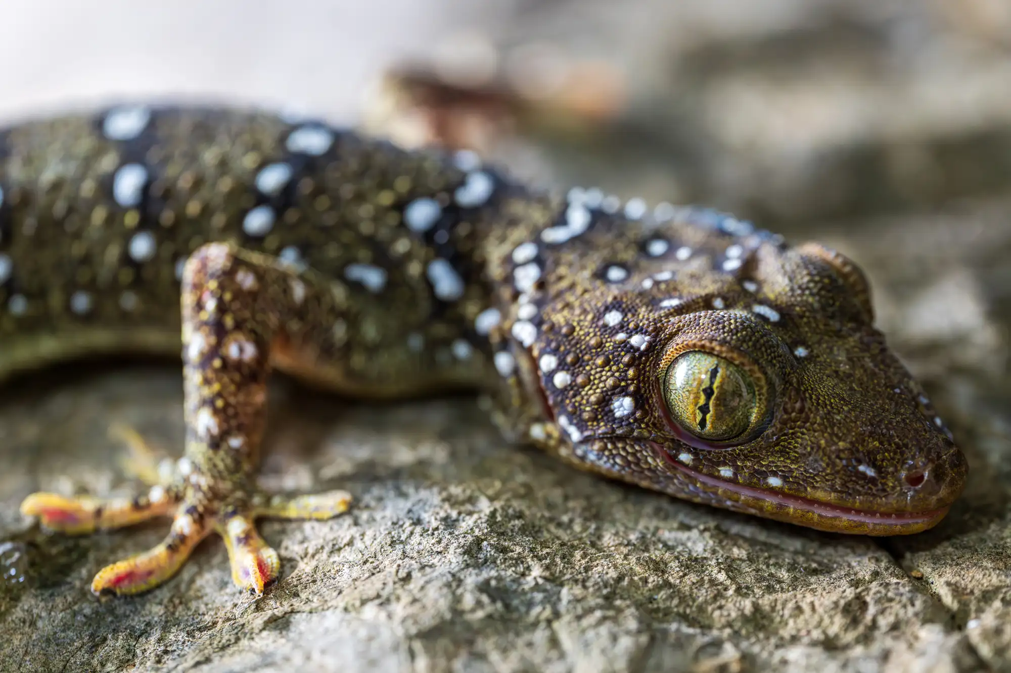 Named after the Hindu god of destruction, the karst-dwelling gecko shiva was recently discovered in Thailand and only described in February 2025. The survey team found it in Battambang, the first recorded in Cambodia.